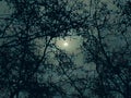 Moonscape Surrounded By Tree Branches