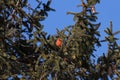 Low angle shot of a Northern cardinal bird resting on a tree branch with a clear blue sky Royalty Free Stock Photo