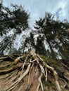 Low angle shot of the old rooty pine tree