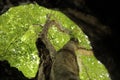 Low angle shot of an old thick tree with green leaves in Karabagh Royalty Free Stock Photo