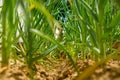 Low angle shot of an onion field. Young green sprouts of onions. Homegrown produce, sustainable living, organic healthy eating.