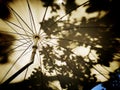 Low angle shot of an opened umbrella with shadows of leaves and branches Royalty Free Stock Photo
