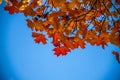 Low angle shot of orange and yellow autumn maple leaves on tree branches against a clear blue sky Royalty Free Stock Photo