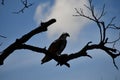 Low angle shot of an osprey bird perched on a branch under a blue sky Royalty Free Stock Photo