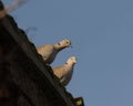 Low-angle shot of a pair of collared doves sitting on an edge of a roof