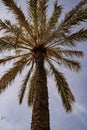 Low-angle shot of a palm tree against a blue cloudy sky Royalty Free Stock Photo