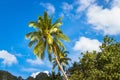 Low angle shot of a palm tree against a blue cloudy sky in Thailand Royalty Free Stock Photo