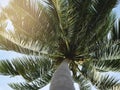 Island dreaming. Low angle shot of a palm tree with its leaves blowing in the wind. Royalty Free Stock Photo