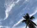 Low angle shot of palm tree under blue cloudy sky Royalty Free Stock Photo