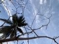 Low angle shot of palm tree under blue cloudy sky Royalty Free Stock Photo