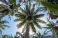 Low angle shot of palm trees against blue sky. Palm trees at tropical coast. Vintage toned  stylized. Summer and Coconut palm Royalty Free Stock Photo