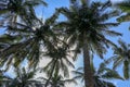 Low angle shot of palm trees against blue sky. Palm trees at tropical coast. Vintage toned  stylized. Summer and Coconut palm Royalty Free Stock Photo