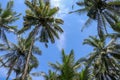 Low angle shot of palm trees against blue sky. Palm trees at tropical coast. Vintage toned  stylized. Summer and Coconut palm Royalty Free Stock Photo