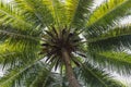 Low angle shot of palm trees against blue sky. Palm trees at tropical coast. Vintage toned  stylized. Summer and Coconut palm Royalty Free Stock Photo