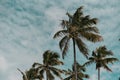 Low angle shot of palm trees on blue sky and white clouds  background Royalty Free Stock Photo