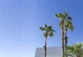 Low angle shot of palm trees with a clear blue sky in the background at daytime Royalty Free Stock Photo