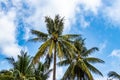 Low angle shot of palm trees under a blue and cloudy sky, Viet Royalty Free Stock Photo