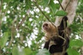 Low angle shot of Panamanian White-faced Capuchin climbing on tree