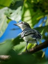 Low angle shot of a Pied Triller perched on a tree branch in Mandaue City