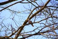 Low angle shot of a pigeon sitting on the branch of a leafless tree