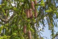 Low angle shot of pine cones hanging on a tree branch Royalty Free Stock Photo
