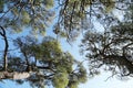 Low angle shot of pine forest on the Adriatic coast in Croatia Royalty Free Stock Photo