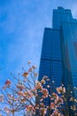 Low angle shot of pink Tabebuia rosea blooming at Landmark 81, Ho Chi Minh City