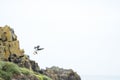 Low angle shot of a puffin in the air landing on a rocky cliff in Iceland