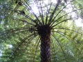 Low angle shot of a Punga tree in a forest in New Zealand Royalty Free Stock Photo