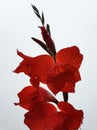 Low angle shot of red gladiolus with raindrops, Red flower with water drops isolated - Stock Photo Royalty Free Stock Photo