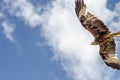 Low angle shot of a red kite hunting in the air under a blue cloudy sky in the countryside Royalty Free Stock Photo