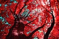 Low angle shot of a red maple tree with bright leaves against the blue sky Royalty Free Stock Photo