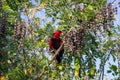 Low angle shot of a red parrot on a tree captured in Raja Ampat, Kri Island