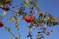 Low angle shot of ripe mountain ash branches Royalty Free Stock Photo