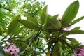 Low angle shot of a rubber tree branches  with green leaves and pink flowers Royalty Free Stock Photo