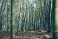 Low angle shot of sagano bamboo forest Royalty Free Stock Photo