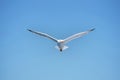 Low angle shot of a seagull flying over the Aegean sea during the daytime Royalty Free Stock Photo