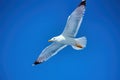 Low angle shot of a seagull flying over the Aegean sea during the daytime Royalty Free Stock Photo