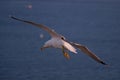 Low angle shot of a seagull flying over the sea during daytime Royalty Free Stock Photo