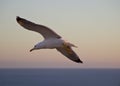 Low angle shot of a seagull flying over the sea during daytime Royalty Free Stock Photo