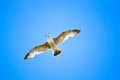 Low angle shot of a seagull flying with spread-out wings in the clear blue sky Royalty Free Stock Photo