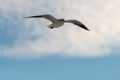 Low angle shot of a seagull flying under a blue cloudy sky Royalty Free Stock Photo