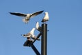 Low angle shot of seagulls sitting on a lamp post with a clear sky in the background