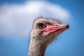 Low angle shot of the side view of an ostrich head against a pale blue sky. Head of young ostrich. Attica zoo park Royalty Free Stock Photo