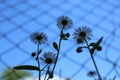 Low angle shot of silhouetted daisy flowers against the blue sky Royalty Free Stock Photo