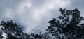 Low-angle shot of the silhouettes of tree branches under the cloudy sky