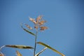 Low-angle shot of the single reed grass against a blue sky