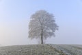 Low angle shot of a single tree on a hill during a foggy weather