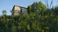 Low-angle shot of a small village house, greenery and yellow flowers on the foreground