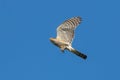 Low angle shot of a sparrowhawk bird flying in a clear blue sky